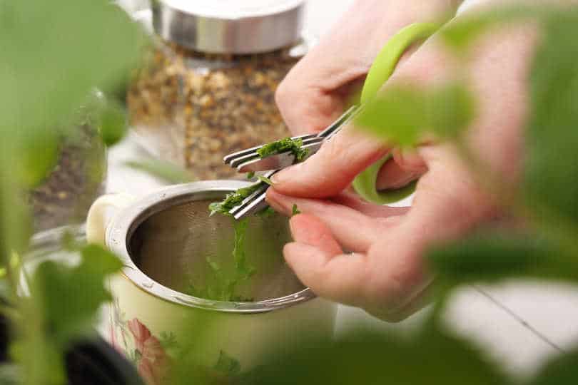 Cutting herbs with herb scissors
