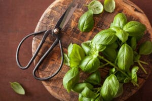 Fresh basil herb and scissors on cutting board