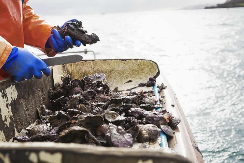 A fisherman working on a boat deck, sorting out oysters and other shellfish