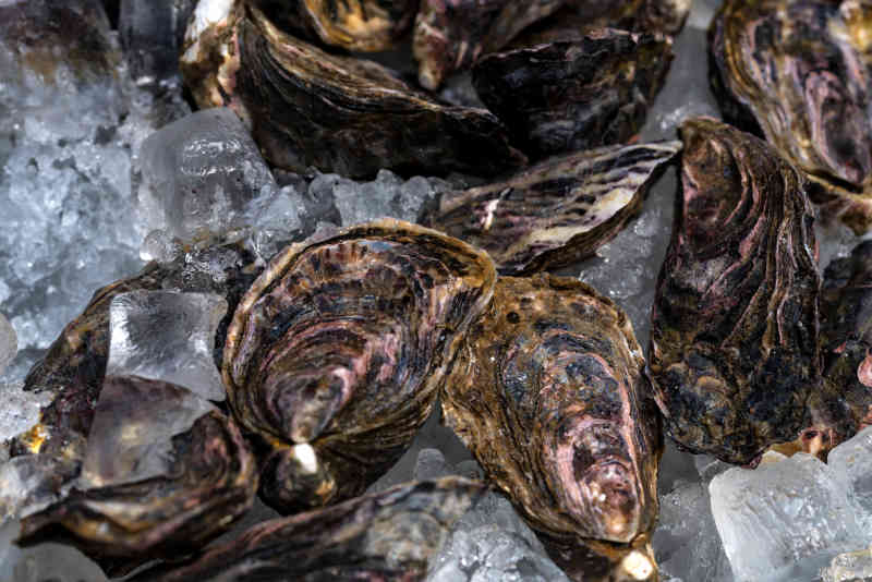 Fresh oysters ready for cooking kept on ice